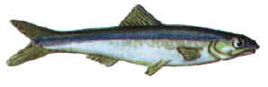 Anchovy - the anchovy may be found in Cyprus