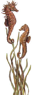 Sea Horses may be seen in Cyprus waters