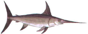 Swordfish in Cyprus - xiphias gladius