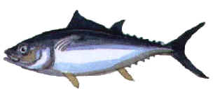 Tunny or tuna are often fished from 
	cyprus in season