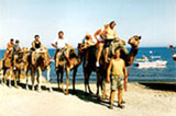 A camel park in Cyprus
