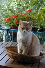 A typical Cypriot Cat - inteligent, demanding yet self sufficient and dislikes dogs profoundly