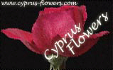 Send flowers and plants online in Cyprus