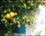 Cyprus lemons