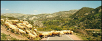 Cyprus sheep cross the road on a bend - beware