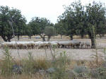 Sheep forage in a field in the foothills in Cyprus