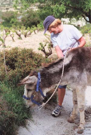 Donkeys are sweet natured and hard working