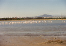 Cyprus - Flamingoes on Tekke - birdwatching