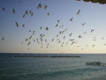 The seagulls on Larnaca beach are more active in the evenings, early mornings and cool wiinter