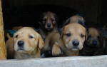 Puppies peep out into the bigger world they will soon have to cope with.