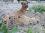 A Cypriot stray and puppies after finding a new home to be happy in